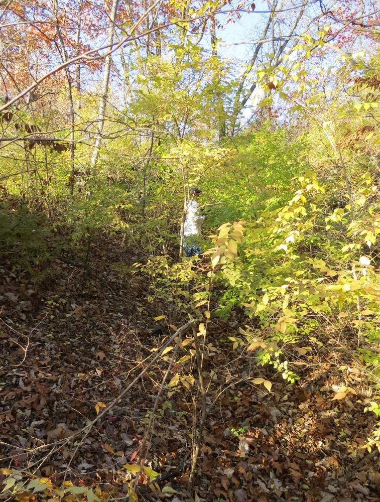 Historic Byram's Ford Road prior to clearing brush