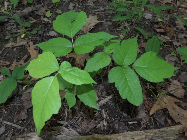 Poison Ivy