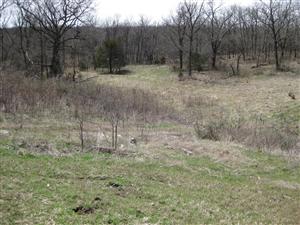 Ravine in which Marais des Cygnes Massacre took place.