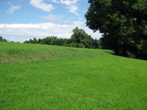 Site of Hemp Bales Looking Uphill (East) Toward Entrenchments 3