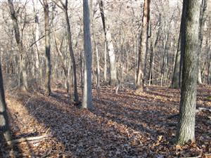 1st Independent Battery, Iowa Light Artillery Looking East Toward Middle Ravine