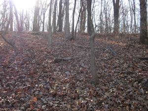 Looking West From Middle Ravine Up Toward 1st Independent Battery, Iowa Light Artillery