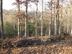 Looking South From Top of Federal Entrenchments at Sugar Creek