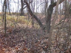 Looking Towards Clemens Field From Middle Ravine