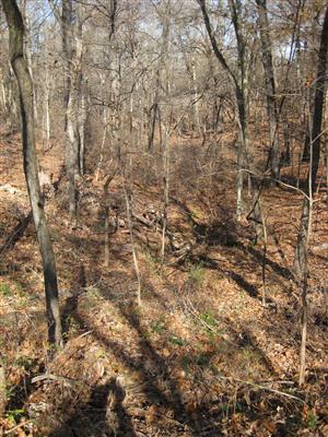 Looking North Into Middle Ravine From Huntsville Road