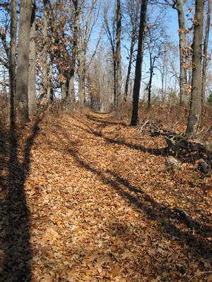 Path Leading Into Morgan's Woods