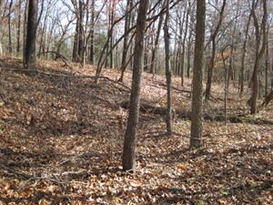 Federal Troops Were Waiting for Enemy In This Ravine in Morgan's Woods