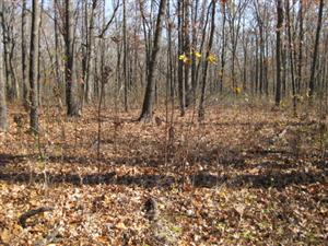 Confederate High Water Mark in Morgan's Woods