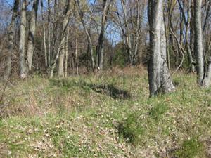 North Edge of Oberson's Field Near Location Where McCulloch Killed