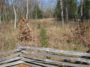 North Edge of Oberson's Field Near Location Where McIntosh Killed