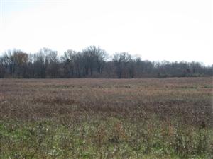 North Edge of Oberson's Field Looking South Near Location Where McCulloch Killed