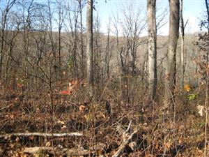 Looking Southwest Towards Elkhorn Tavern Near Location of Southern Batteries on Middle Ridge