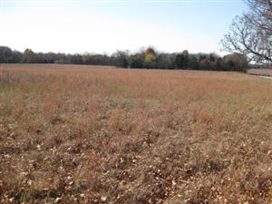 Looking South Across Ruddick's Field From Site of Tull's Battery