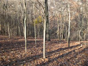 Looking Into Tanyard Ravine From Wire Road North of Elkhorn Tavern