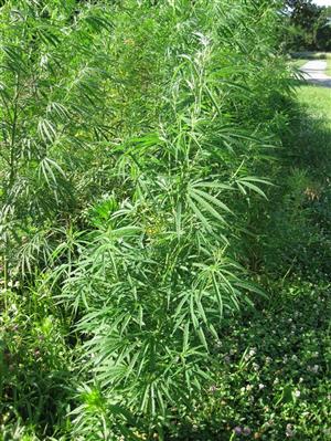 Remnant industrial hemp plants growing in Prairie Creek Greenway, Platte County, Missouri