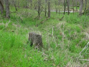 Remnants of Gibson Mill Headrace (South)