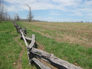 Fence row for Ray's Cornfield near where Plummer crossed Wilson's Creek