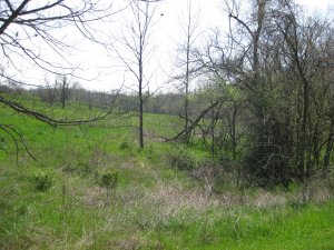 View of wooded ravine used by southern forces to move into position to attack Bloody Hill